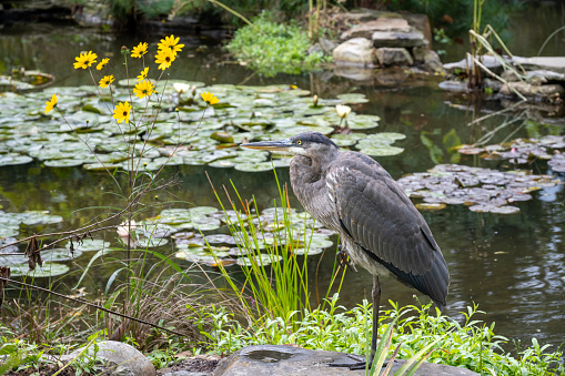 Grey heron by pond