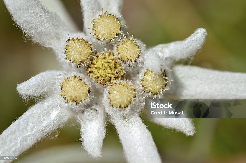 Macro fiore di Stella alpina - Foto stock royalty-free di Stella alpina