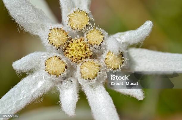 Macro Fiore Di Stella Alpina - Fotografie stock e altre immagini di Stella alpina - Stella alpina, Alpi, Alpi francesi