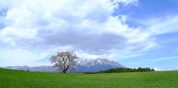 Panorama of Solitary Cherry Tree and Iwate mountain in Spring at Shizukuishi, Iwate District, in Japan.