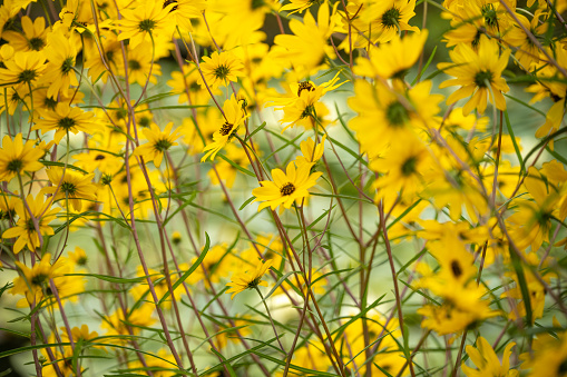 Full frame view of yellow wildflowers in a Wyoming meadow.