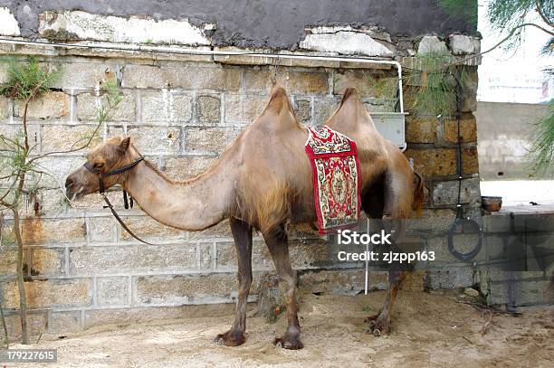 Foto de Camelo e mais fotos de stock de Animal - Animal, Areia, Beleza natural - Natureza