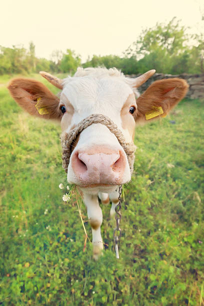 istock Cow on the meadow 179227688