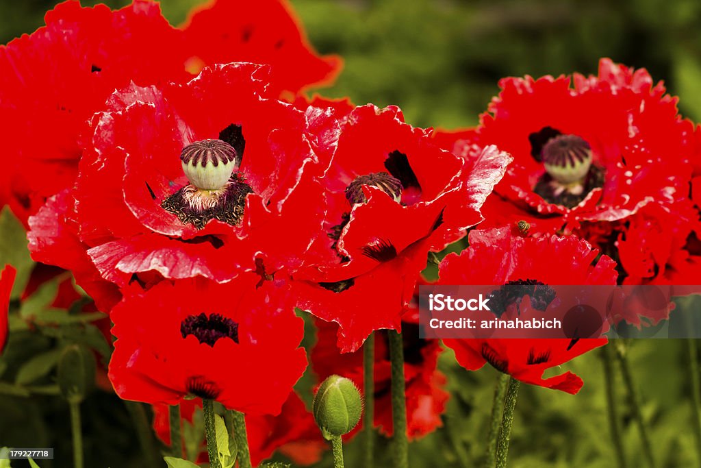 Des fleurs - Photo de Angiosperme libre de droits