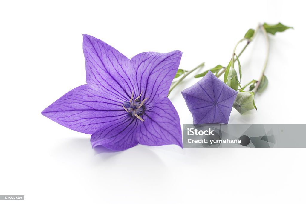 Фиолетовый цветок, (Platycodon grandiflorus) изолированные на белом фоне - Стоковые фото Изолированный предмет роялти-фри