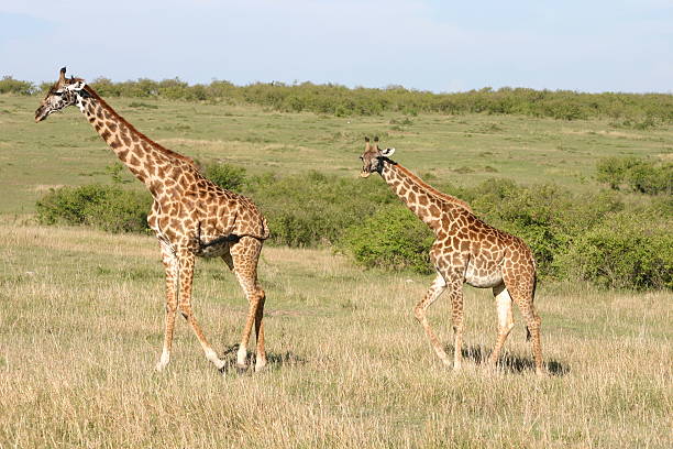 Two Masai-Giraffes (Giraffa camelopardalis tippelskirchi). This giraffe is also known as Maasai Giraffe or Kilimanjaro Giraffe is the largest giraffe and the tallest land mammal. This pair walks in the African Savannah in the Masai Mara, Kenya, East Africa.