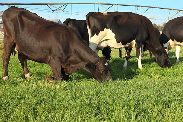 Krowy Paść się w polu – zdjęcie