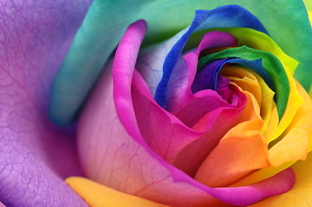 istock Close up of rainbow rose heart 179228519