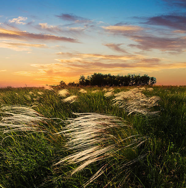 istock Feather grass at sunset in the field 179228545