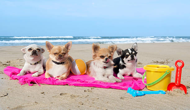istock chihuahuas on the beach 179228573