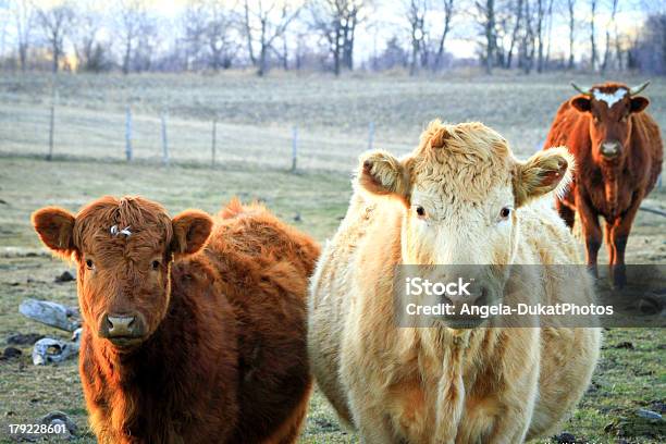 Tre Le Mucche In Un Campo Guardando A Noi - Fotografie stock e altre immagini di Agricoltura - Agricoltura, Albero, Alimentazione sana