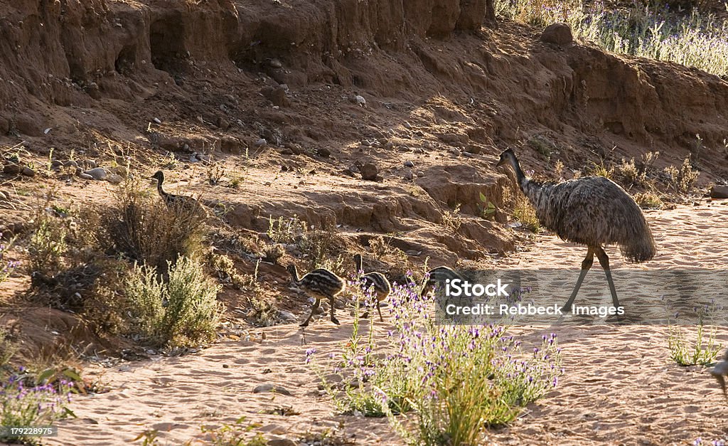 A própria UEM e filhotes - Foto de stock de Animal royalty-free