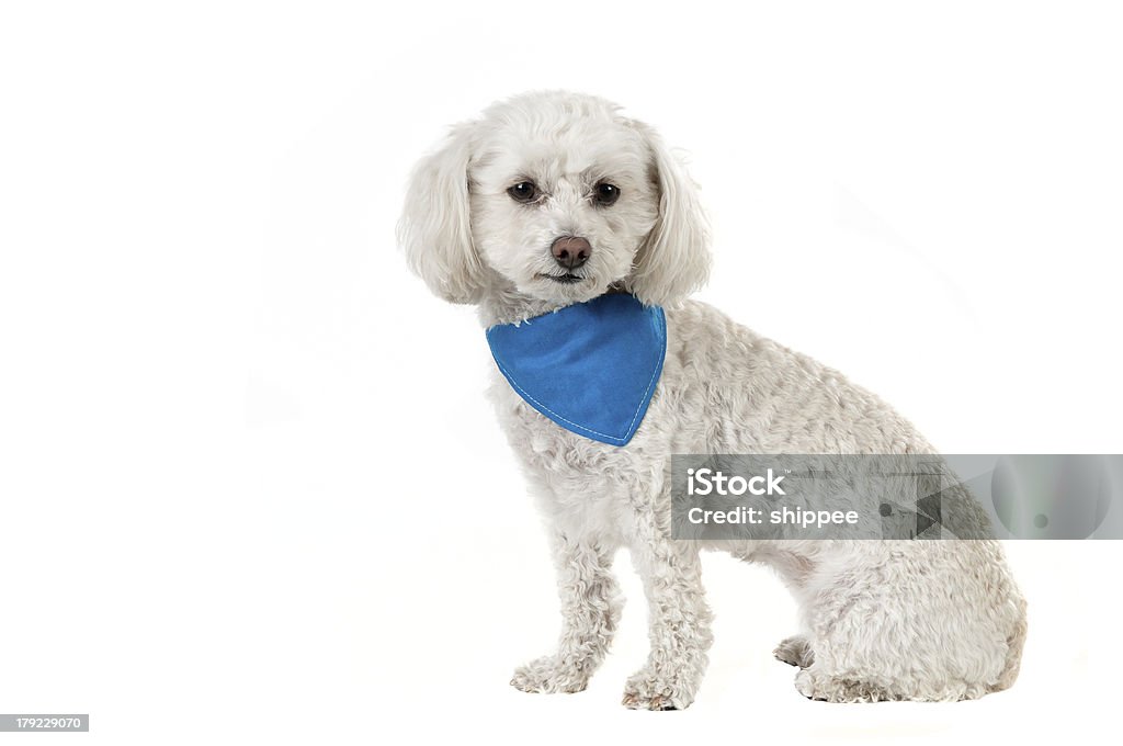 Bichon dog Cute bichon dog isolated on a white background wearing a blue bandana Dog Stock Photo