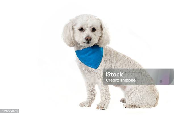 Bichon Dog Stock Photo - Download Image Now - Dog, Bandana, Headscarf