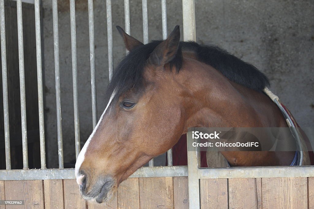 Museruola di un cavallo che esce con la testa - Foto stock royalty-free di Agricoltura