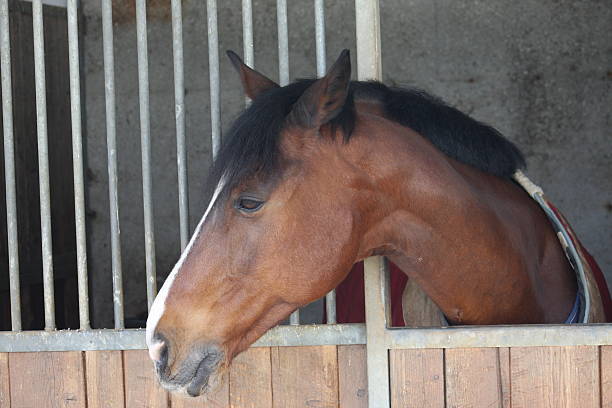 muzzle of a horse, что приходит в голову с его - ridinf стоковые фото и изображения