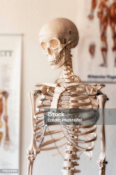Skelett Stockfoto und mehr Bilder von Arzt - Arzt, Bildung, Fotografie