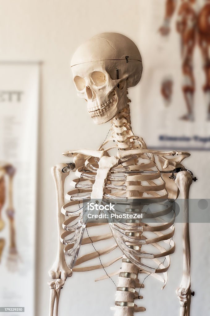 esqueleto - Foto de stock de Cirurgião ortopédico royalty-free