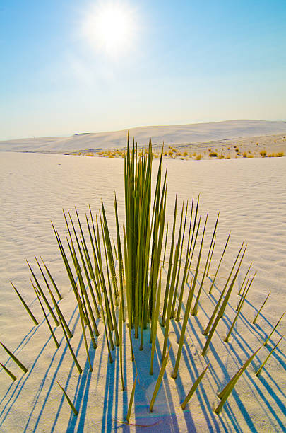 istock Half-Submerged Yucca at White Sands, New Mexico 179229322