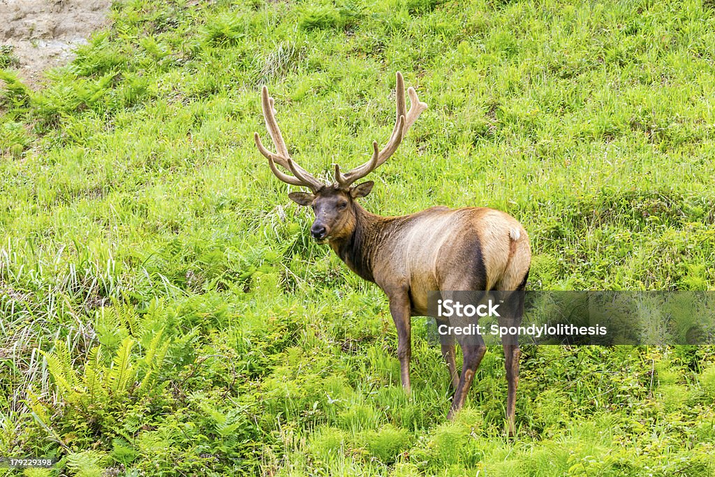 Poderoso Alce no Oregon - Royalty-free Caribu - Veado-vermelho Foto de stock