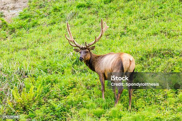 Poderoso Alce No Oregon - Fotografias de stock e mais imagens de Caribu - Veado-vermelho - Caribu - Veado-vermelho, Utah, Animais caçando