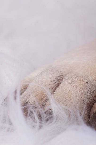 istock Cute bulldog on colored background 179229422
