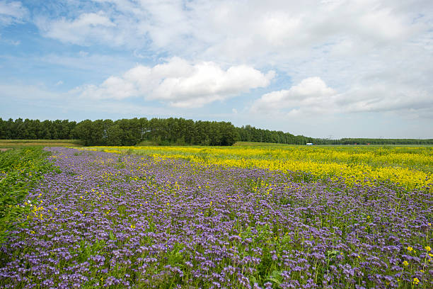 istock Wild flowers blooming in a field 179229485