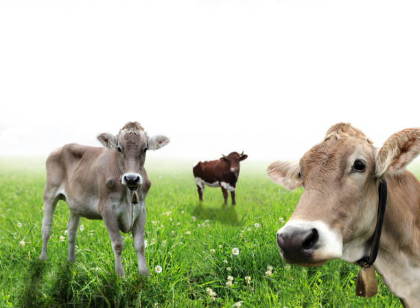 istock Portrait of cow 179229767