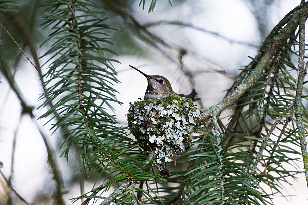istock Anna's Hummingbird Nest 179229805