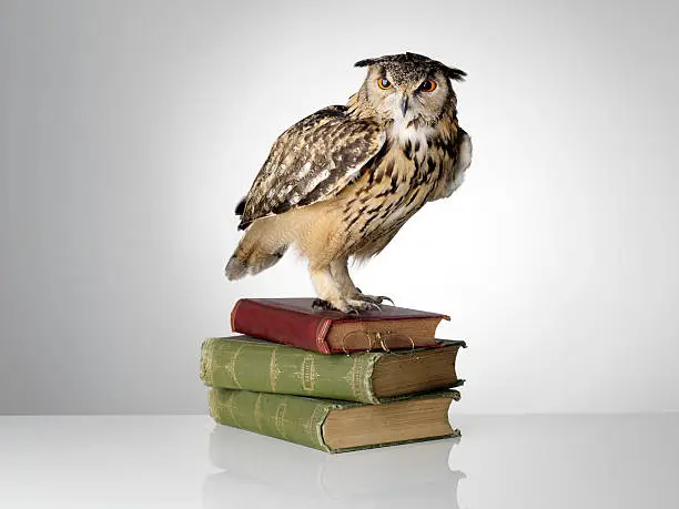 Eagle Owl on a pile of Books