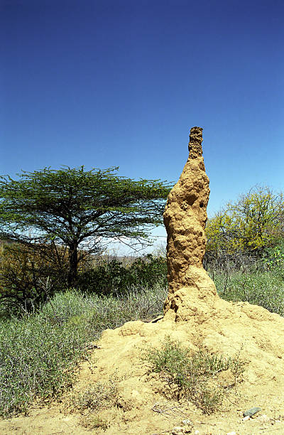 istock Termite hill, Nyiro Mountains, Kenya 179230164