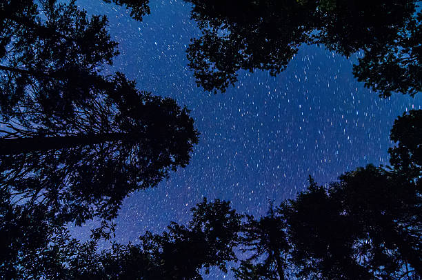 istock evergreen trees with stars 179230191