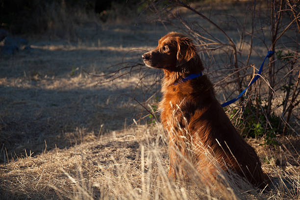 Golden Retriever Sunset stock photo