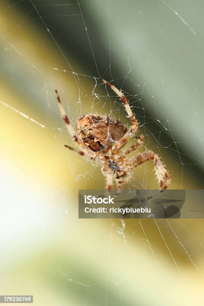 Telaraña Foto de stock y más banco de imágenes de Aire libre - Aire libre, Alimentos con una mordida, Amarillo - Color