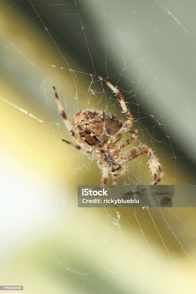 Toile d'araignée - Photo de Arachnide libre de droits