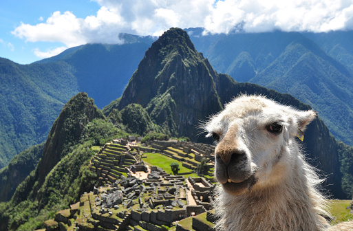 A llama close up with the classic view of Machu Picchu in the background on a sunny day