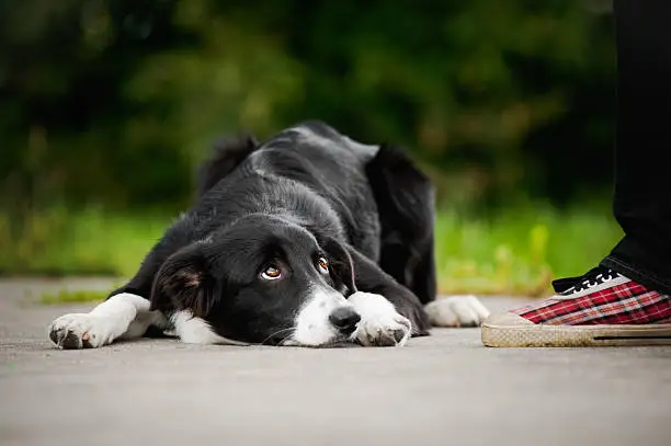 Photo of little puppy border collie lying near people foot