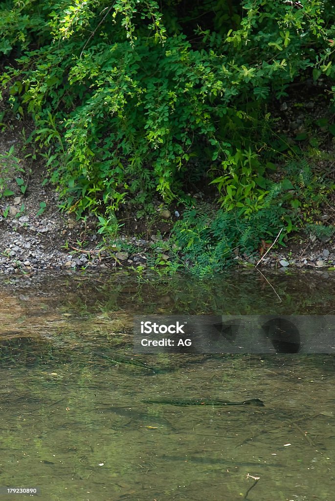 Micropterus salmoides Bass (preto) - Foto de stock de Animal royalty-free