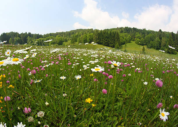 istock daisies and clovers blooming in mountain meadow 179230948