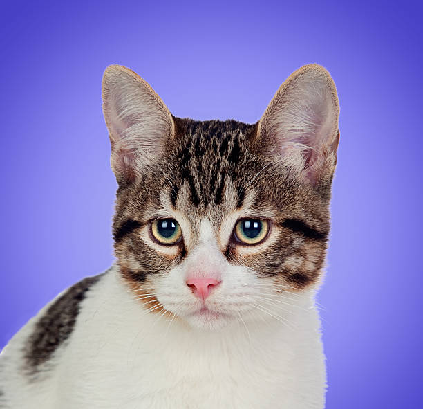 istock Beautiful gray and white cat 179231304