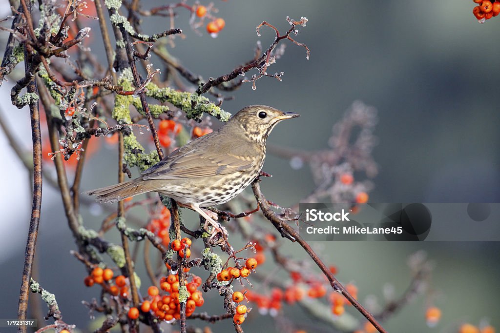 Tordo, Turdus philomelos música - Foto de stock de Tordo royalty-free