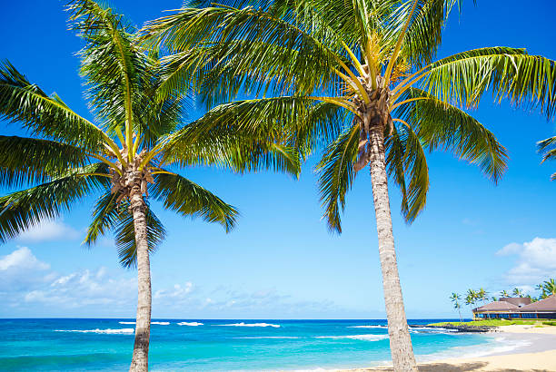 istock Palm trees on the sandy beach in Hawaii 179231469