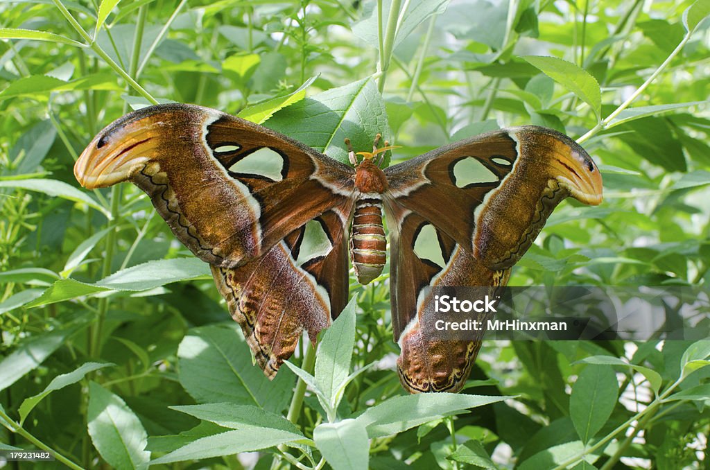 Giant Atlas Moth - Zbiór zdjęć royalty-free (Bezkręgowce)