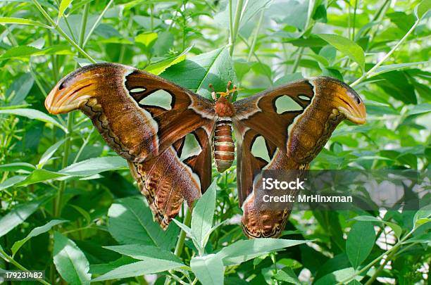 Giant Atlas Moth - zdjęcia stockowe i więcej obrazów Bezkręgowce - Bezkręgowce, Biggest, Brązowy