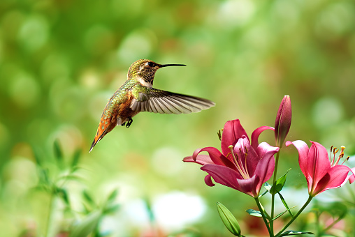Delicate hummingbird hovers gracefully in mid-air, drawn to the enchanting beauty of a lily flower