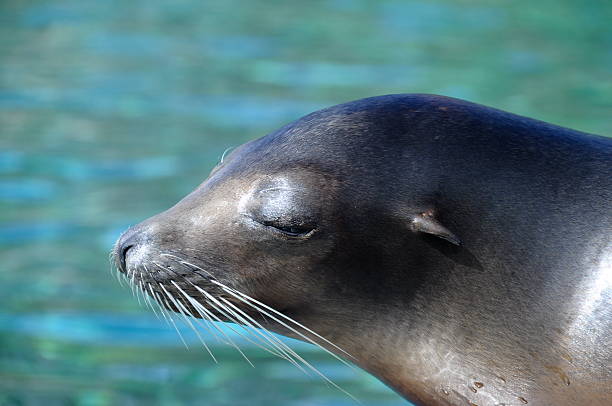 istock Sea lion mammals 179231545