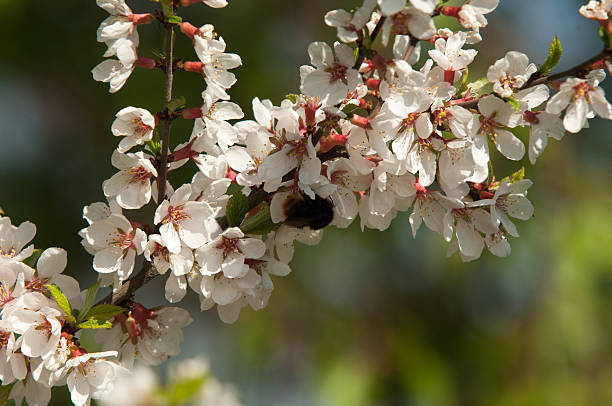 prunus tomentosa - cerezo chino fotografías e imágenes de stock