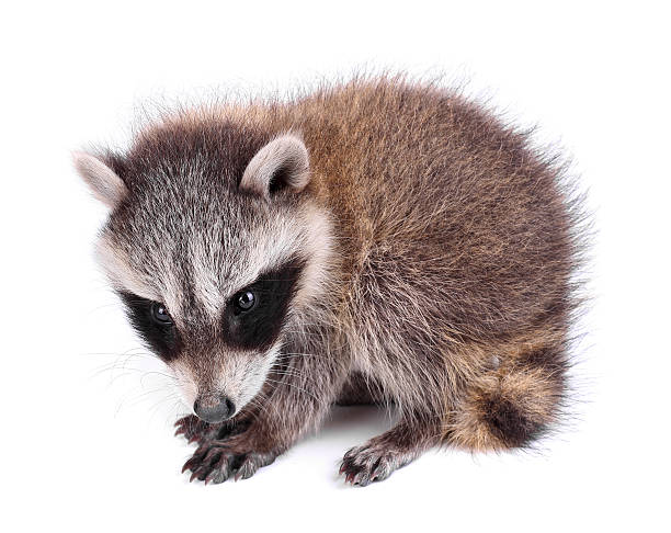 istock Baby Raccoon, Procyon lotor 179231762