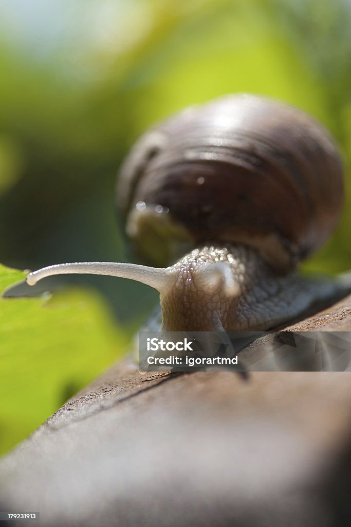 Caracol - Foto de stock de Escorregadio royalty-free