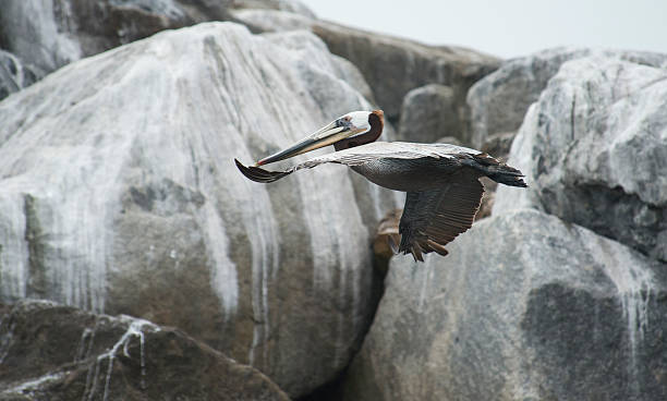 Flying Pelican stock photo